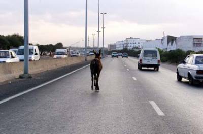 DU CODE .... A L ANE ??